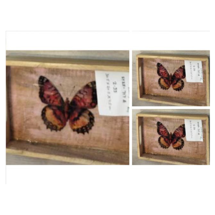 Butterfly specimen in a wooden frame with a white background