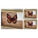 Butterfly specimen in a wooden frame with a white background