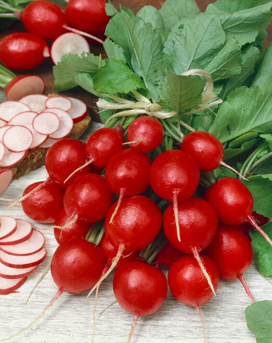 RADISH SEEDS CHERRY BELLE