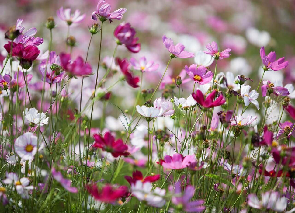 COSMOS SEEDS EARLY SENSATION MIXED