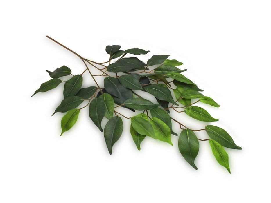 FICUS SPRAY