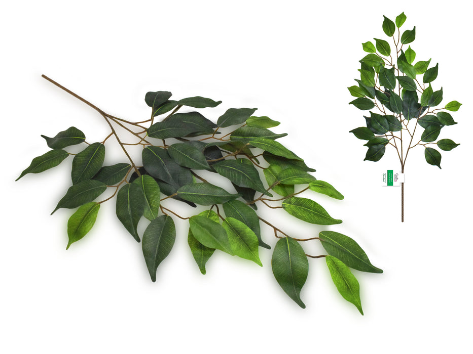 FICUS SPRAY