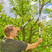 Man using Gardena 650BT Telescopic Bypass Lopper to cut a high tree branch, extending the handles to reach into a leafy canopy.