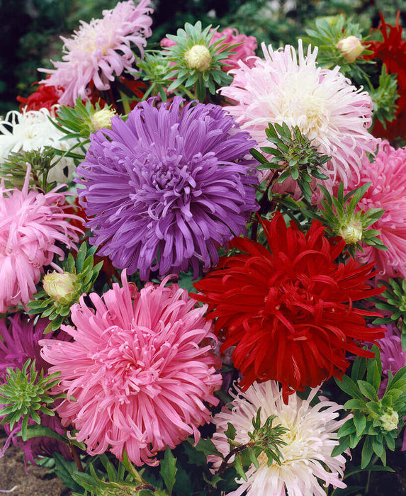 GIANT CREGO MIXED ASTER SEEDS