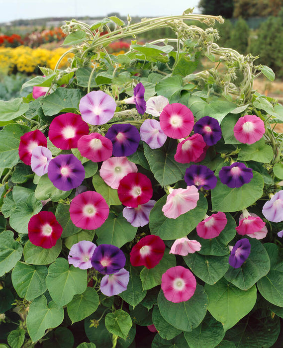 MORNING GLORY SEEDS MIXED COLORS