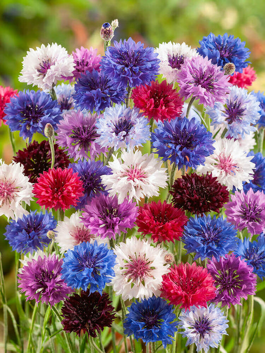 MIXED COLOURS BACHELORS BUTTON SEEDS