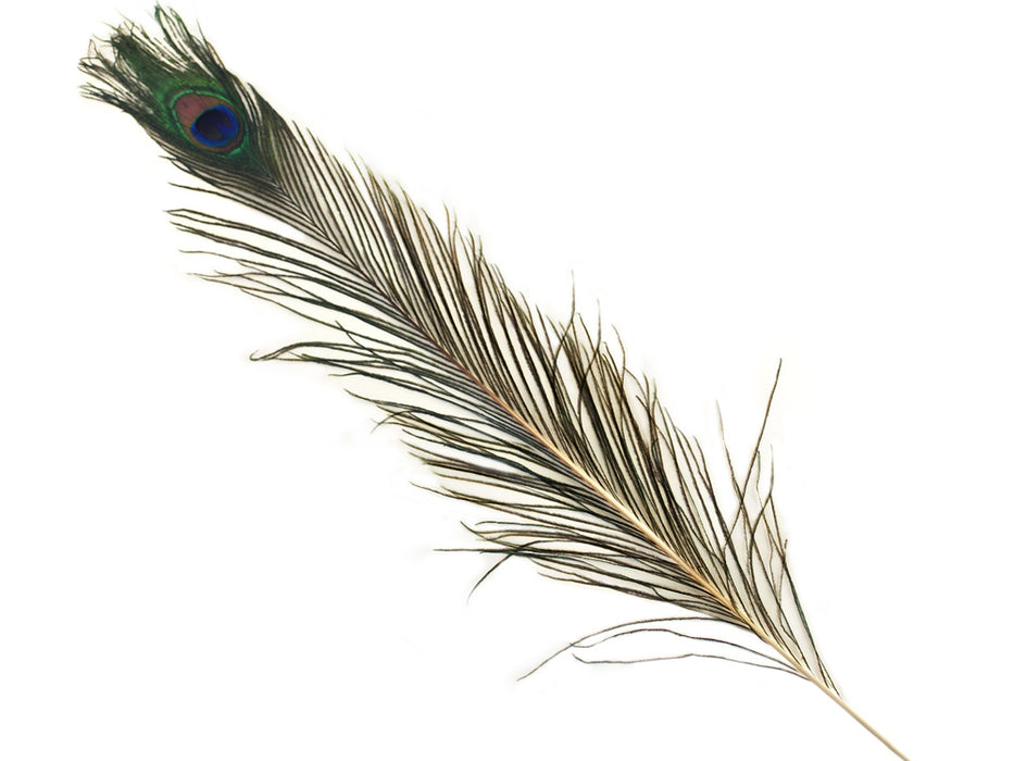 31IN-35IN REAL PEACOCK FEATHER