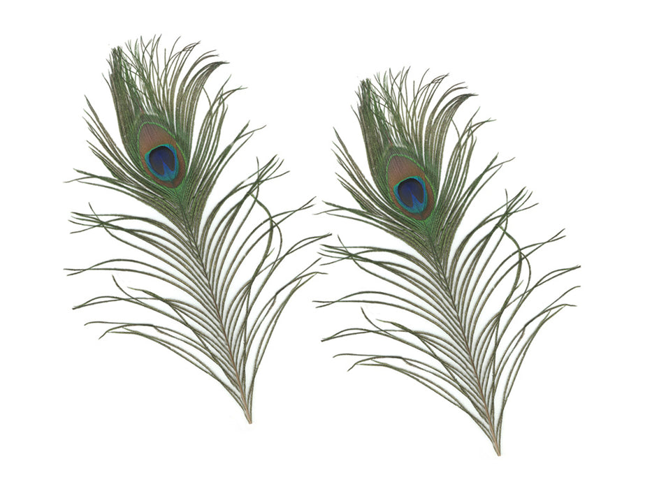 10"-14" Real Peacock Feathers 2/pk