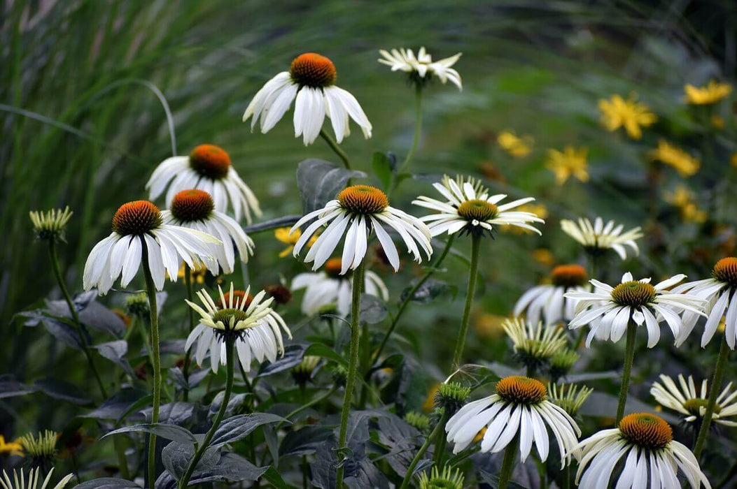 WHITE CONEFLOWER SEEDS