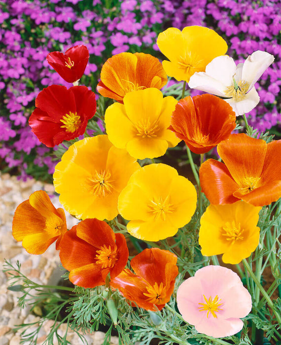 CALIFORNIA POPPY SEEDS ESCHSCHOLTZIA