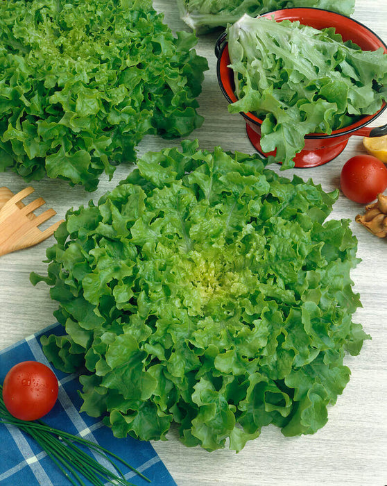 LETTUCE SEEDS SALAD BOWL