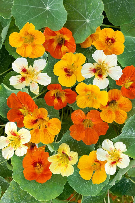 NASTURTIUM SEEDS DWARF JEWEL MIXED