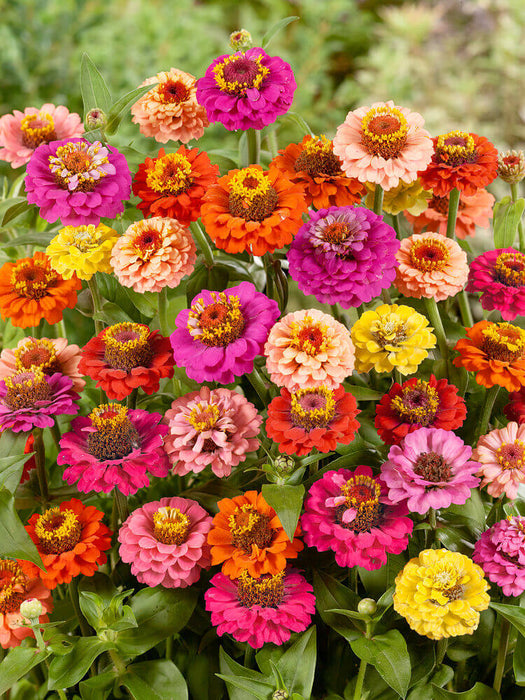 ZINNIA THUMBELINA MIXED COLORS SEEDS