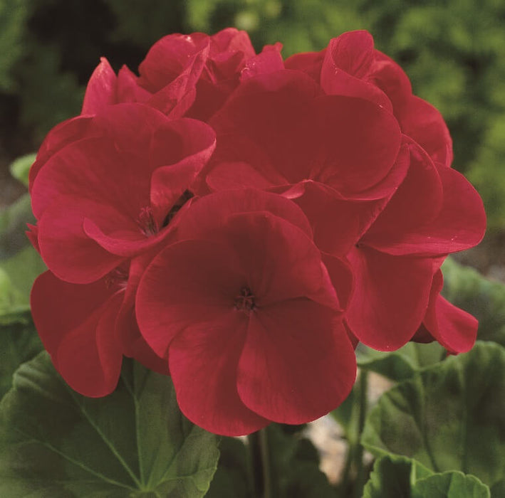 MAVERICK RED GERANIUM SEEDS