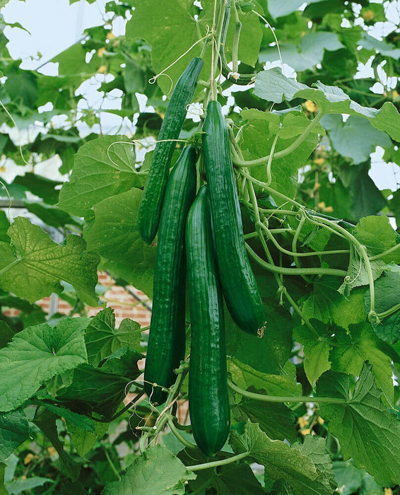 CUCUMBER SEEDS ENGLISH TELEGRAPH