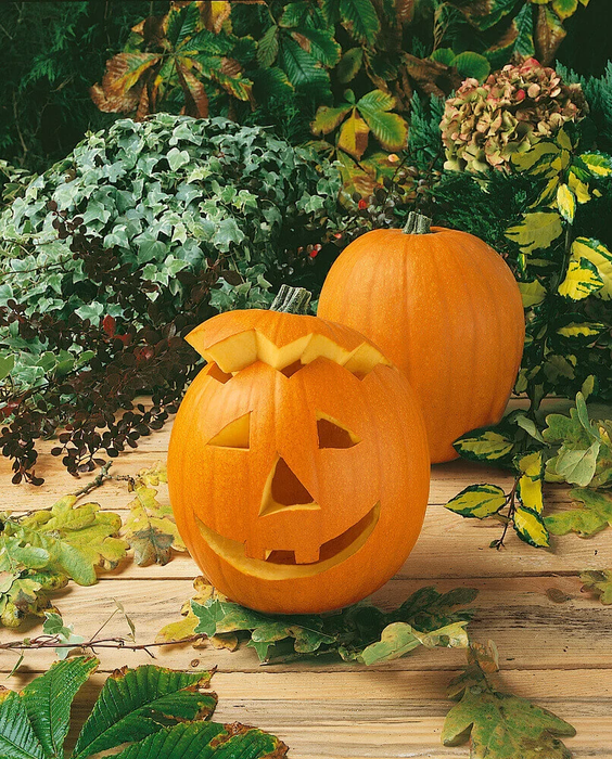 PUMPKIN SEEDS JACK O'LANTERN