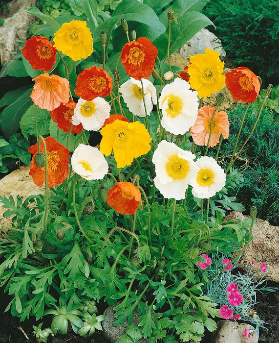GIANT MIXED ICELAND POPPY SEEDS