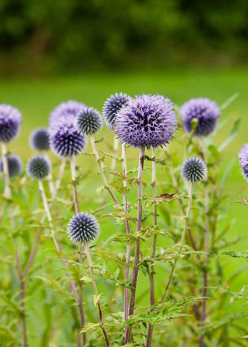 ECHINOPS (GLOBE THISTLE) SEEDS
