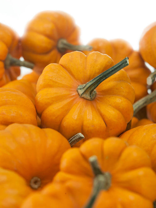 PUMPKIN SEEDS JACK BE LITTLE