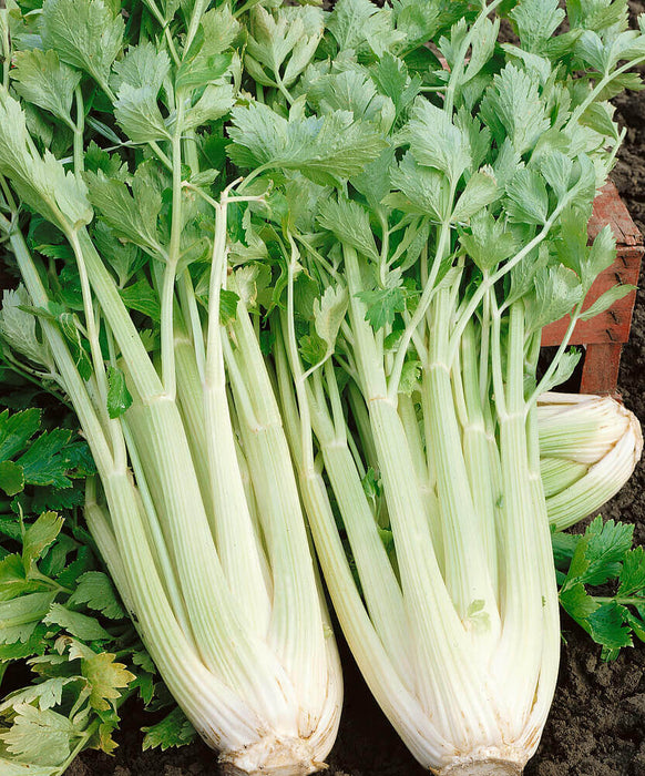 CELERY SEEDS TALL UTAH
