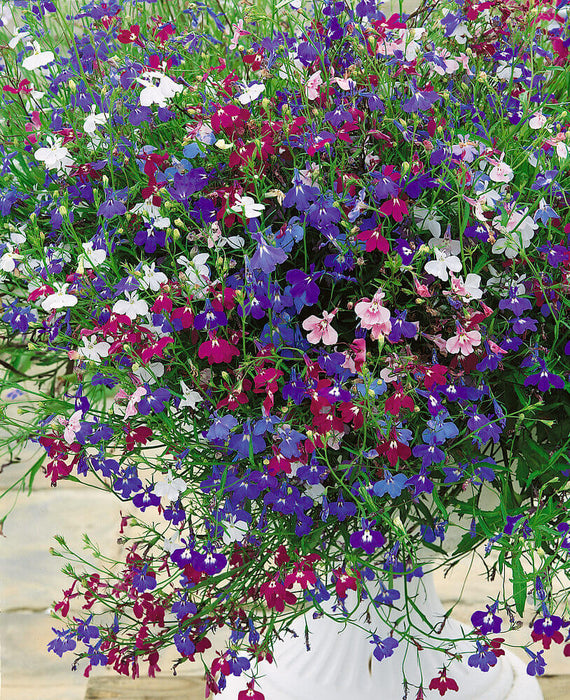 LOBELIA SEEDS CASCADE MIX