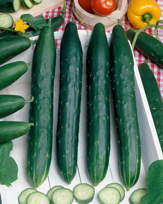 CUCUMBER SEEDSBURPLESS HYBRID