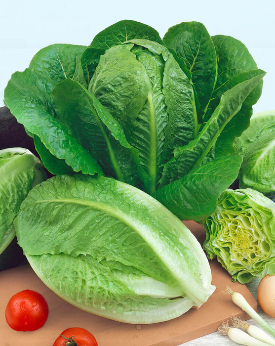 PARRIS ISLAND COS ROMAINE LETTUCE SEEDS