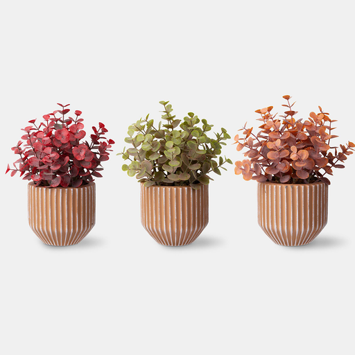Three potted plants with different colored foliage in striped pots on a white background