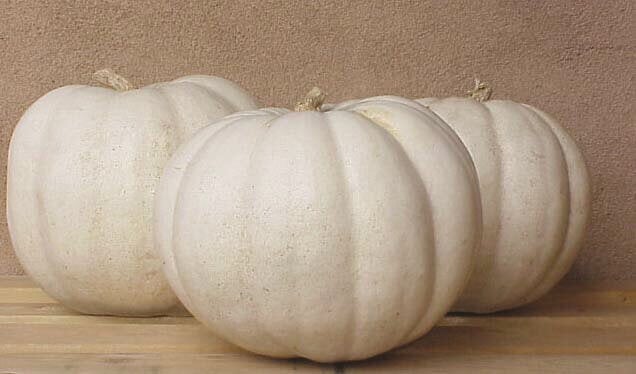 PUMPKIN SEEDS LUMINA PVP