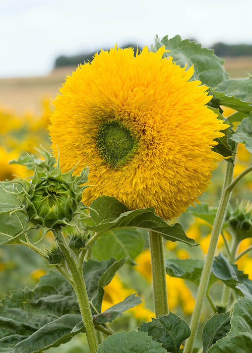 SUNFLOWER SEEDS TEDDY BEAR (DWARF)