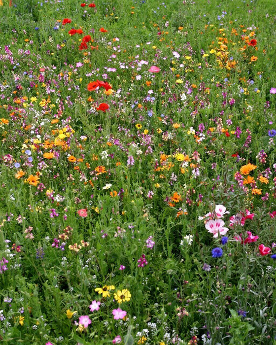 BEE POLLINATOR MIXTURE SEEDS