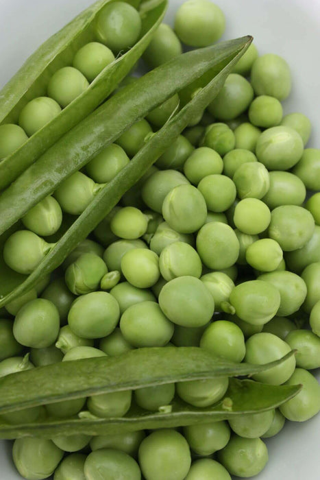 PEAS SEEDS EARLY FROST