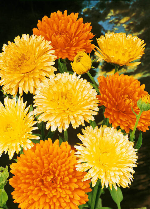 CALENDULA SEEDS PACIFIC BEAUTY MIX