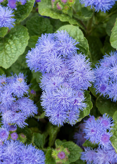 BLUE MINK AGERATUM SEEDS