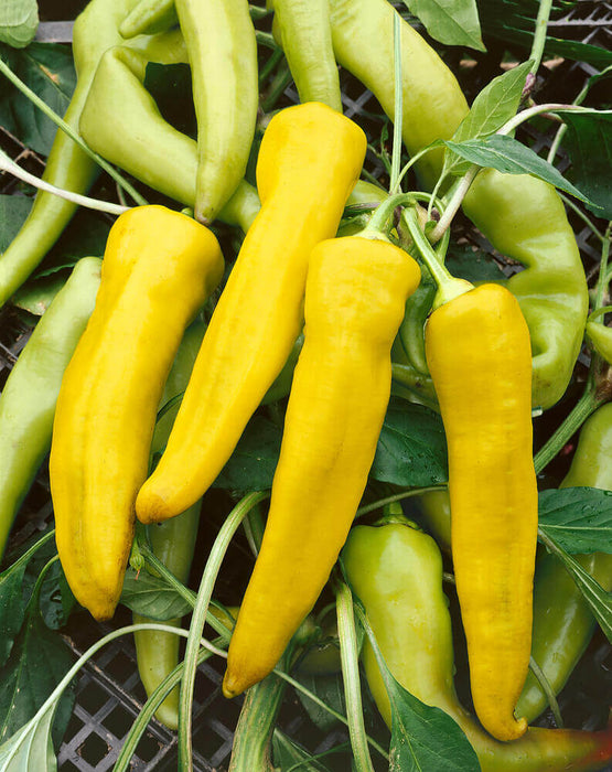 PEPPER SEEDS HUNGARIAN YELLOW WAX (HOT)