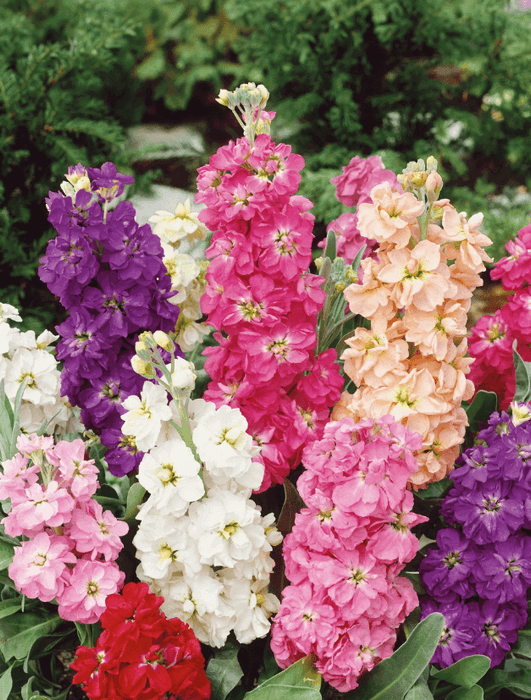 STOCKS TEN WEEKS DWARF SEEDS