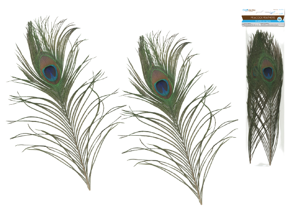 10"-14" Real Peacock Feathers 2/pk