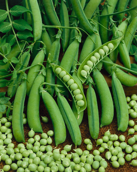 PEAS SEEDS LITTLE MARVEL