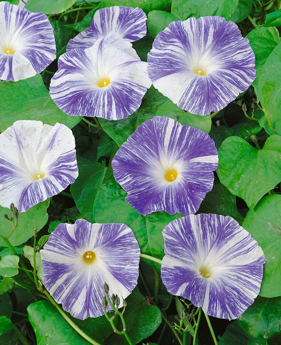 MORNING GLORY  FLYING SAUCER SEEDS