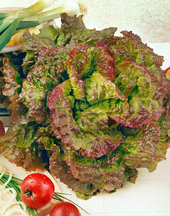 LETTUCE SEEDS PRIZEHEAD