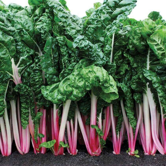SWISS CHARD SEEDS PEPPERMINT