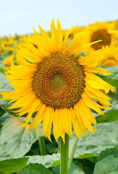 SUNFLOWER SEEDS LARGE GREY STRIPED