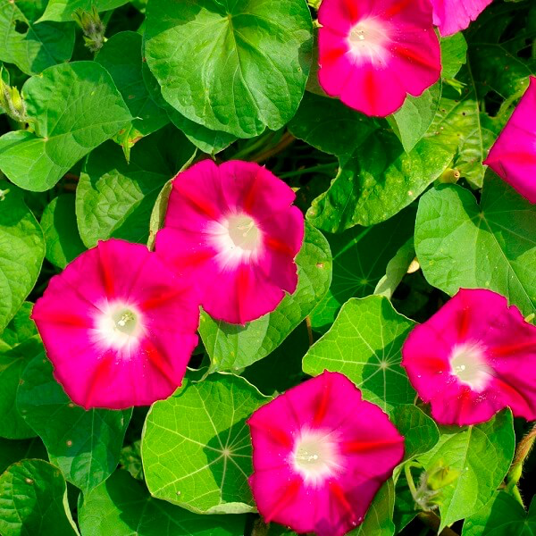 CRIMSON RAMBLER MORNING GLORY SEEDS