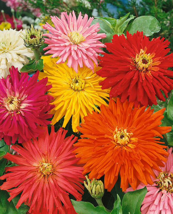 CACTUS FLOWERED HYBRID MIXED ZINNIA SEEDS