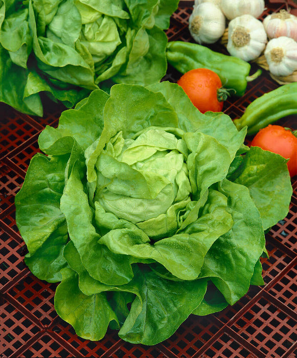 LETTUCE SEEDS WHITE BOSTON