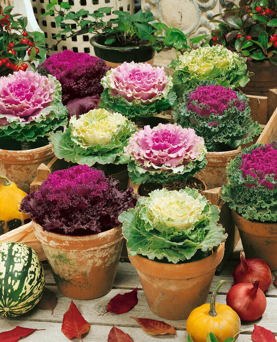 FLOWERING CABBAGE SEEDS