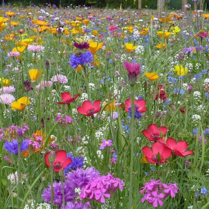 WILDFLOWERS OSC SEED MIXTURE