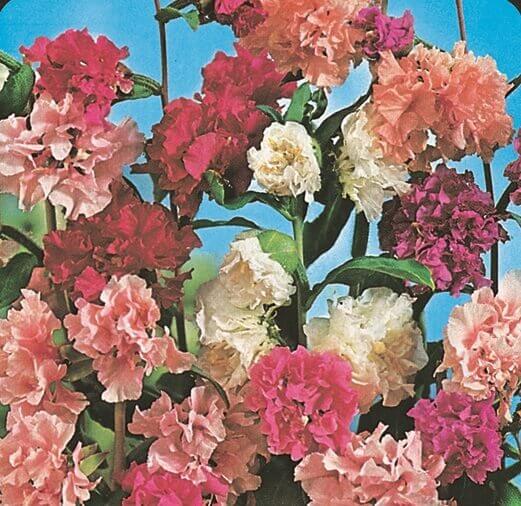 CHATERS DOUBLE MIXED HOLLYHOCK SEEDS