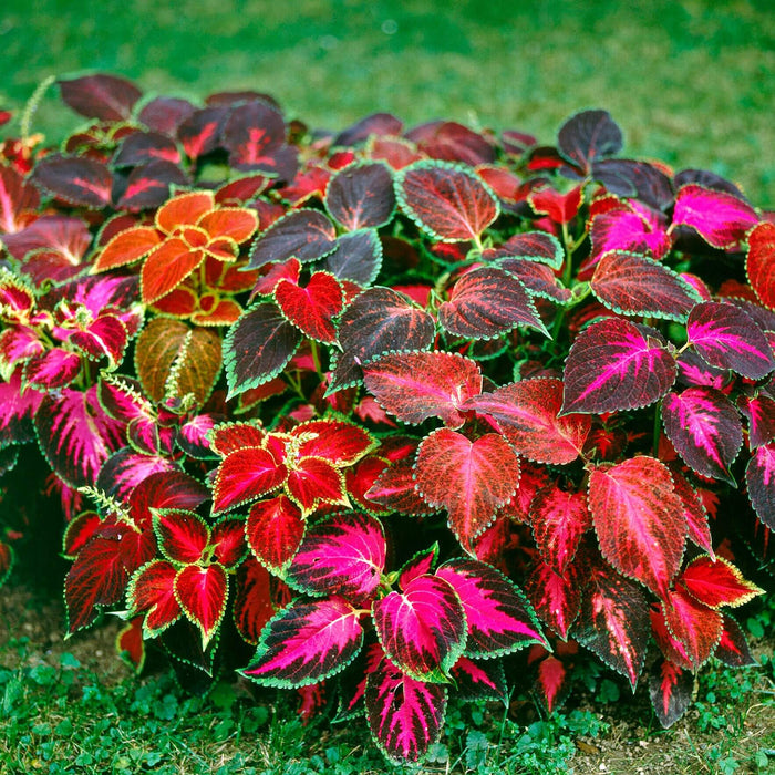 COLEUS RAINBOW MIX SEEDS