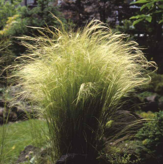 ORNAMENTAL GRASSES SEEDS ANGEL HAIR